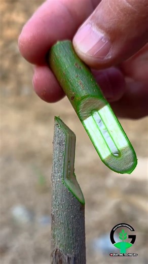 This Simple Grafting Method Actually Works! | From One Tree to Many 🌳 | Amazing Grafting Trick