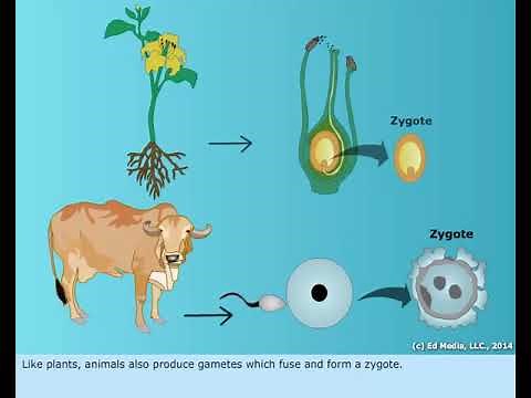 Sexual Reproduction in Plants and Animals