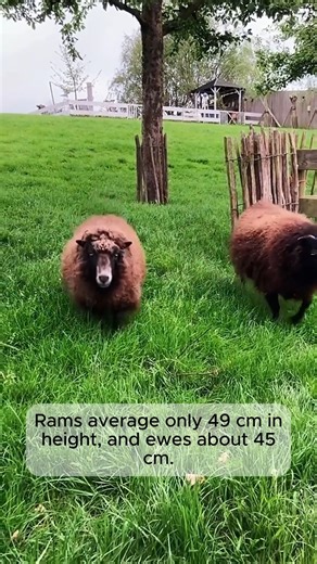 3.9K views · 13 reactions | Unique Goats and Sheep #tools #gardeningmakemehappy #handtools #tree | Home Gardening | Facebook