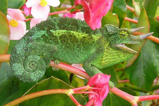 9 Examples of Reptiles That Can Change Colors - Wildlife Informer