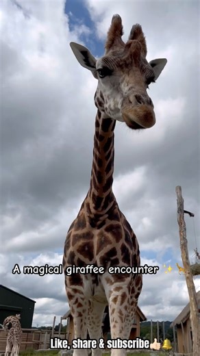 Up close with a giraffe at West Midlands Safari Park! 🦒🔥