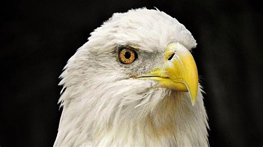Palm Beach Zoo euthanizes bald eagle 'Shenandoah' after bird's health rapidly declined