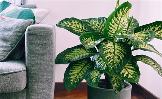 Comigo-ninguém-pode: significado, cuidados e dicas de cultivo