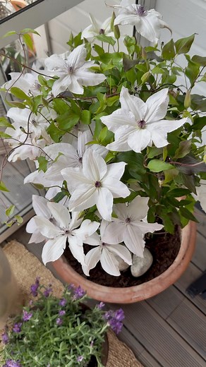 Renate L.Lorentzen on Instagram: "Annonse| Nå kjører @plantasjen 40% på ALLE flerårige uteplanter, så nå gjelder det å sikre seg favorittene !! Jeg har plantet oppstammet klaseroser, klematis, jordbær og hortensia, Runaway Bride, som jeg vet er enkle å få til, og som vil komme fint igjen, år etter år🍃🍃🍃 Sjekk story , der finner du link til alle plantene du kan sikre deg nå! __________________ #plantasjen #staude #plante #terrasseliv #terrasse #sommer #gardening"