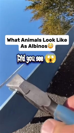 Animals You Won’t Believe Exist as Albinos 🤍 | #shorts