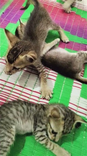 funny baby cats #funnykidsvideo #hindikidssong #catrhyme #hindinurseryrhymes #kidsentertainment