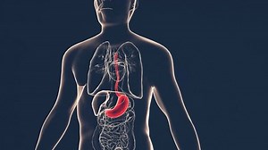 3d Animation Illustration X-ray Human Body: стоковое видео (без лицензионных платежей), 3751836847 | Shutterstock