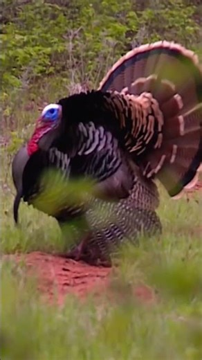 Spring thunder turkey hunting! #turkeyhunting #hunting