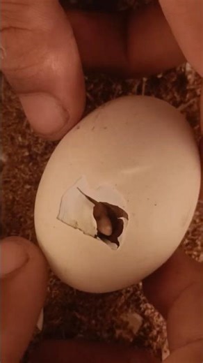 🐣Chick Stuck in Egg on Day 21 help a chick This process needs patience and care to avoid harm.⚠️