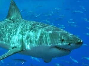 9 Great White Sharks Spotted In Cape Cod Bay