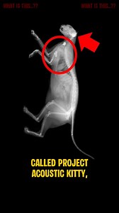 The CIA once tried to implant microphones into cats to spy on Soviets — and actually built one. Called Project Acoustic Kitty, the plan involved surgically wiring cats with recording devices so they'd blend into public areas. The first test cat was released near a Soviet embassy… and immediately hit by a taxi. After millions in funding, the project was declared a failure — but it’s still one of the weirdest real ops in spy history. | What Is This? | Facebook