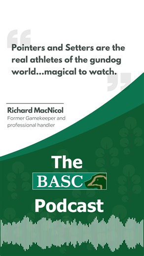 🐶Are you looking for your first or next gundog? Find out more about the traits and personalities of Pointers and Setters, HPRs, Retrievers and the flurry of spaniel breeds in our latest podcast. Listen on Spotify, Apple Podcast or our website: https://basc.org.uk/podcast/ #gundogs #pointers #hpr #labs #labradors #spaniels | BASC Scotland