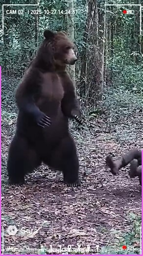 1.5K views | Wild rage on the loose  | Snacks and lex | Facebook