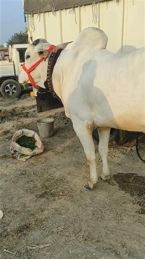 Takkar (Official Video) Masoom Sharma | Manish Gurjar, Fiza Choudhary | New Haryanvi Song 2025 #reel