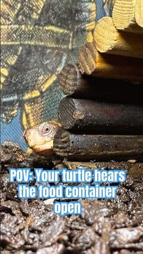 When Your Turtle Knows It’s Breakfast Time