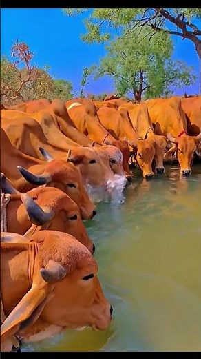 Cows Splashing and Playing Together in the Water#wildlife #viralvideo