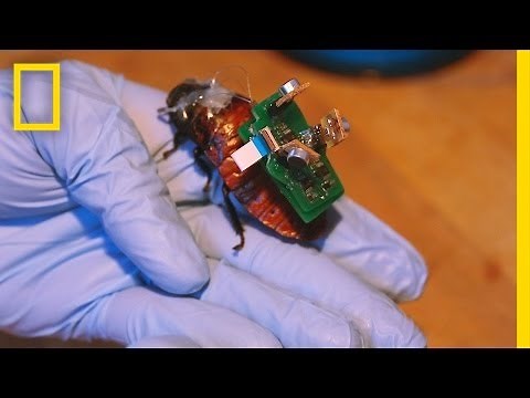 “BioBot” Roaches Could Save Lives With Tiny Backpacks | National Geographic