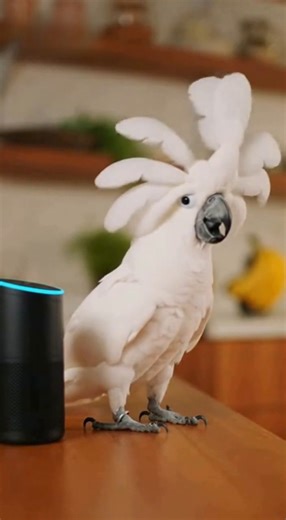 Alexa Plays Wrong Song… Parrot Throws a Tantrum” | Parrot Dance World