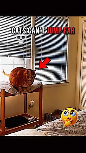 Cats Can't Jump Far… 💀 #cat #catshorts #funnycats #animals #trollface #edit