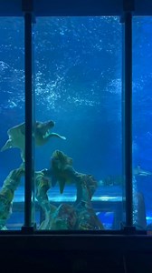 SEA EXPLORERS! Dive into an underwater world this February half term at SEA LIFE Blackpool! Discover beautiful sea creatures of the deep from all four corners of the world, including our beloved Green Sea Turtle, Phoenix 🐢 | SEA LIFE Blackpool