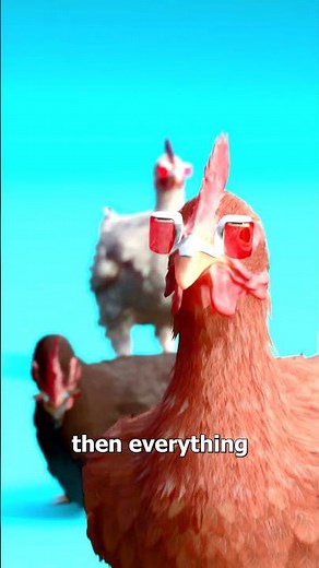 Why Farmers Put Glasses On Chickens 🤔