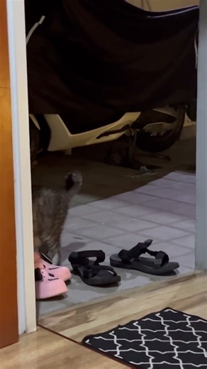 Ga jelas kimmie 😽 #cute #funny #cutecat #catshorts #cat