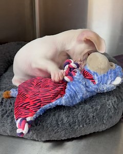 Piglet, the deaf blind pink puppy. on Reels