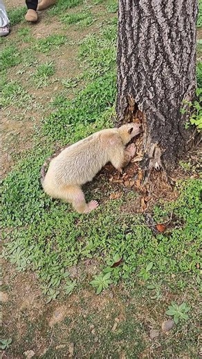 Amazed to see the anteater persistently searching for ants under the tree