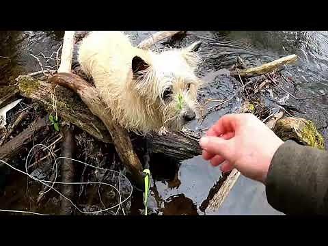 Maxcatch Apex fly rod tested by Stephen.