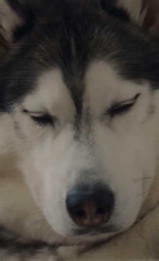 Funny Dog Close-Up 😂 Sheldon's Sleepy Grumpy Face