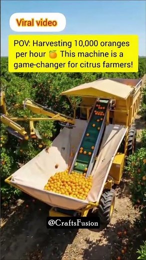 Satisfying Orange Harvesting Machine | How Oranges Are Picked | Modern Citrus Farming Technology