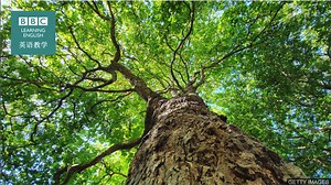 BBC随身英语：树木“trees”之间能互相交流吗？