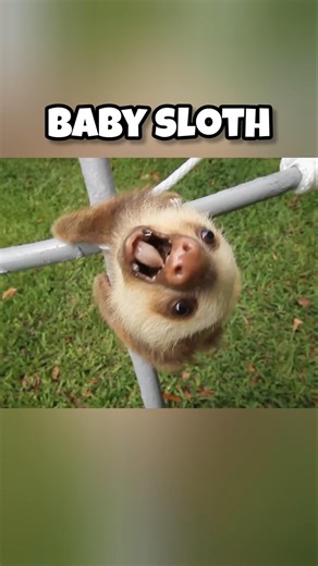 Cutest baby animals that turn into Beast as adults. #animals #shorts