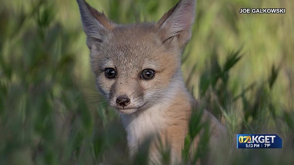 ‘They’ll just have to watch it die’: Federal funding freeze has future of San Joaquin Kit Fox population in limbo