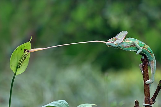 The 15 Most Fun Evolutionary Adaptations