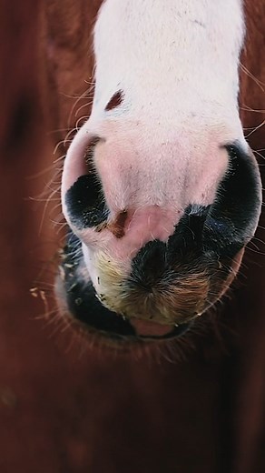 Four Sixes Ranch on TikTok