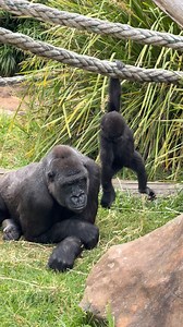 9.2K reactions · 178 shares | Learning the ropes 甆 Kendi exploring the ropes in our Gorilla 轢 habitat, under the watchful eye of mum李 Older siblings like Kaius often help by playing with, protecting, and guiding the infants, not long now! Visit us at Mogo Wildlife Park  Buy online at: www.mogowildlifepark.com.au ️ Save 10% on entry tickets when you book online | The highlight of your South Coast adventure! #mogowildlifepark | Mogo Wildlife Park | Facebook