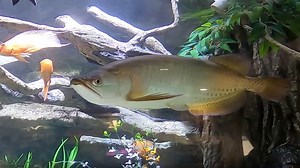 Amazing Animals with Cowboy Jack S01:E12 - Types of Fish for Kids!