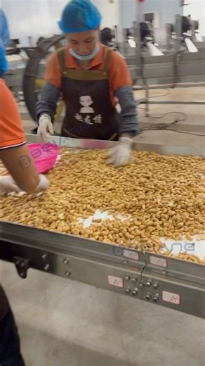 Cashew sorting station| The finished cashew even more perfect #cashew #sorting machine #perfect