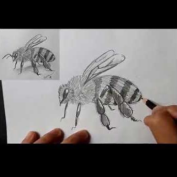 How to draw a bee