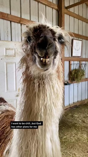 Prairie Patch Farm on TikTok