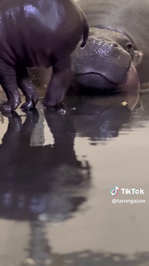 We are delighted to announce the birth and public debut of a four-week-old female Pygmy Hippo calf, named Lololi Experienced mum, Kambiri gave birth to 4kg Lololi on 16 January 2024 and has since been bonding in the behind-the-scenes nursery. Lololi and Kambiri have gained swimming confidence, and the two can now be spotted suckling, splashing and snoozing in the pool - mum of course in tow when Lololi explores all terrains of the outdoor habitat. Pygmy Hippos are endangered with an estimated 2,