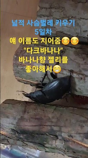 넓적 사슴벌레 키우기 5일차