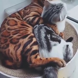 5.1M views · 218K reactions | It's definitely love | Statement Marine | Facebook