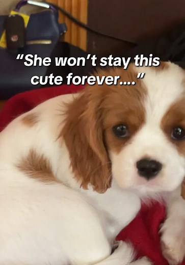 RUBY THE DOG on TikTok