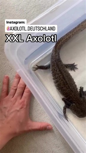 Explore the Amazing XXL Axolotl - 35cm