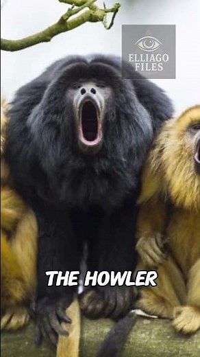 The LOUDEST Creatures Alive!!