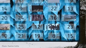 A bit of colour in today's advent calendar! | BBC Springwatch