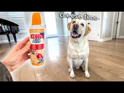 Labrador Taste Tests Easy Cheese Spray For Dogs!!