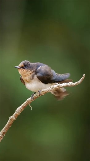 From quick moves to steady takes — the YC Onion Pineta Pro Monopod gives creators the freedom to frame perfection anywhere. 🎬✨ Compact. Reliable. Effortlessly smooth. 👌 #YConion #PinetaPro 🎥by: quekshio About the Yc Onion Pineta Pro: https://tinyurl.com/3mxa7aey #YConion #PinetaPro #YConionPinetaPro #CameraMonopod #VideoMonopod #CineGear #FilmmakingTools #CreatorGear #FilmEquipment #CameraSupport #RunAndGunSetup #VideoProduction #OnSetGear #ContentCreationTools #FilmmakerEssentials #Photograp